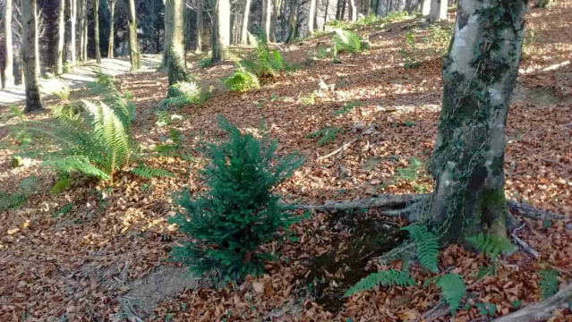 Sagastizabaleko pagadia