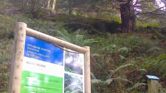 Behorbarroteko hagina